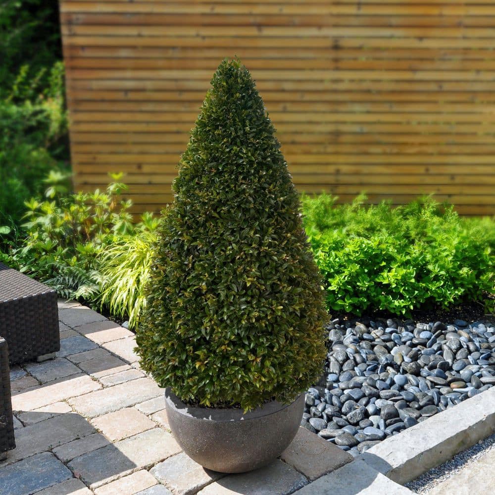 3 Gal. Eugenia Cone Topiary 38 in. - Hercitys