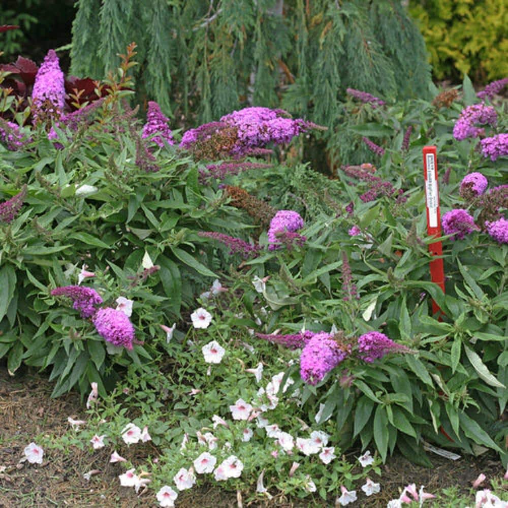 2 Gal. Pugster Periwinkle Butterfly Bush (Buddleia) Live Shrub with Purple Flowers - Hercitys