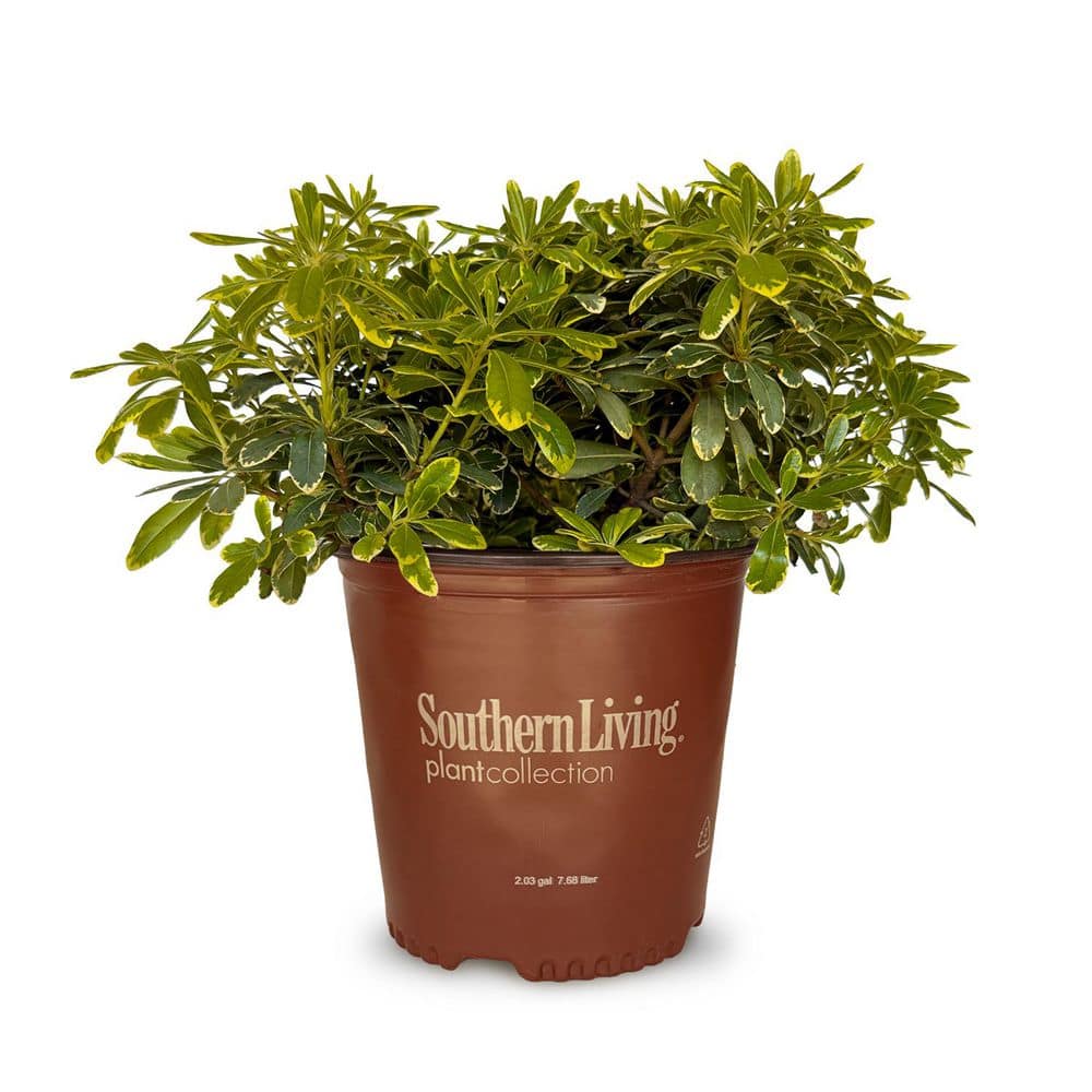 2 Gal. Mojo Pittosporum, Live Dwarf Evergreen Shrub, Green and White Variegated Foliage - Hercitys