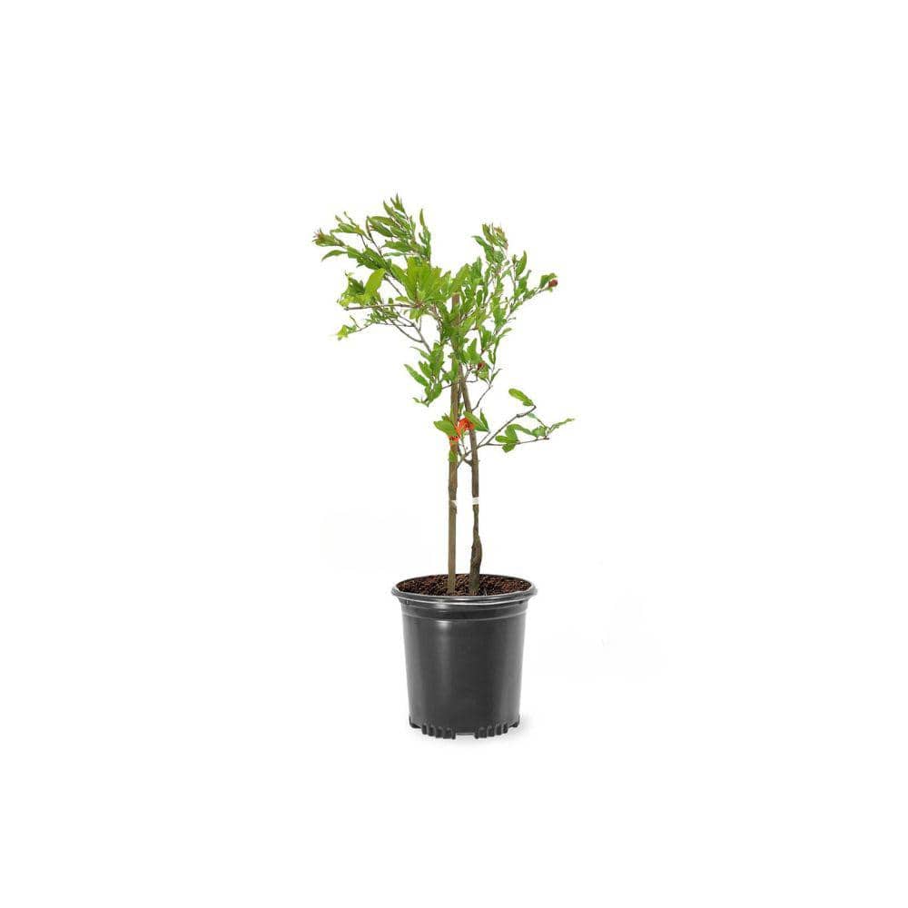 1 Gal. Parfianka Pomegranate Tree - Hercitys