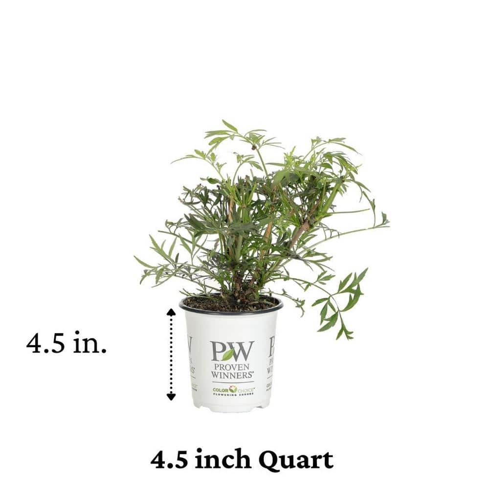 4.5 in. Qt. Black Lace Elderberry (Sambucus) Live Shrub, Pink Flowers - Hercitys