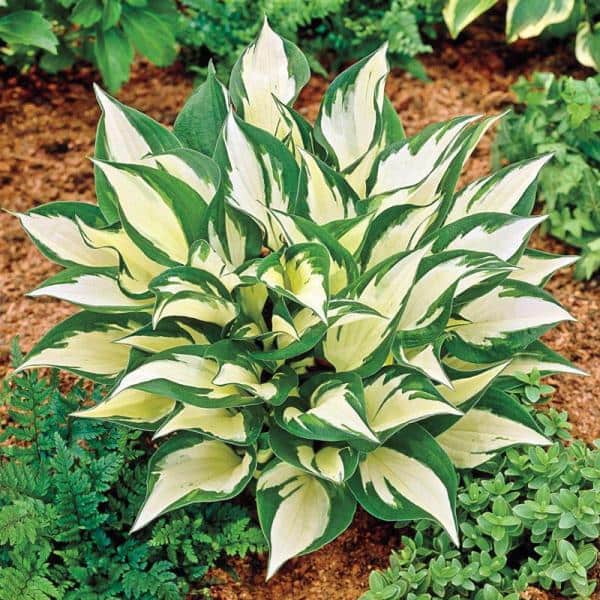 1 gal. Loyalist Hosta Shrub with Pure White Leaf Centers and Creamy White Flowers (2-Pack) - Hercitys