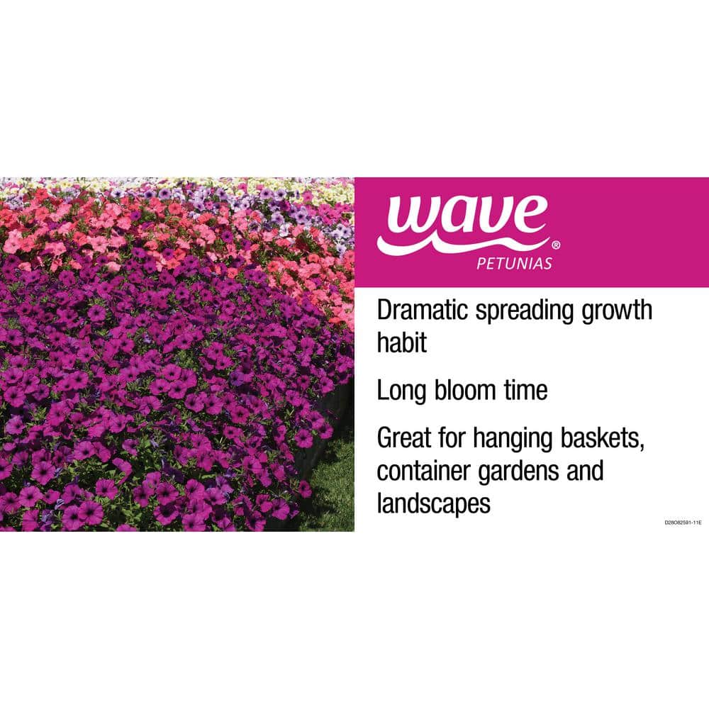 4 in. Silver Tidal Wave Petunia Annual Plant with Silver-White Flowers (3-Pack) - Hercitys