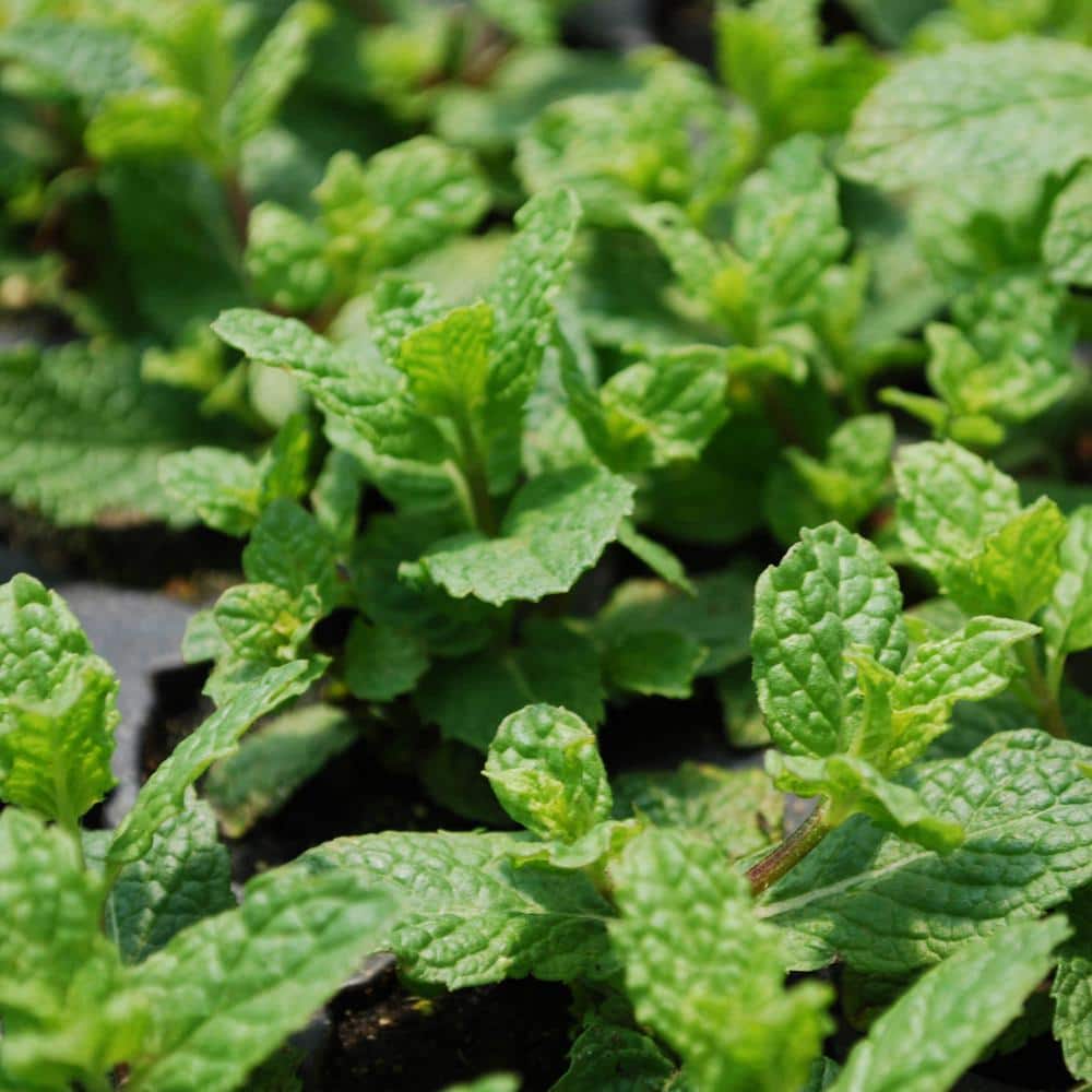 19 oz. Sweet Mint Herb Plant (2-Pack) - Hercitys