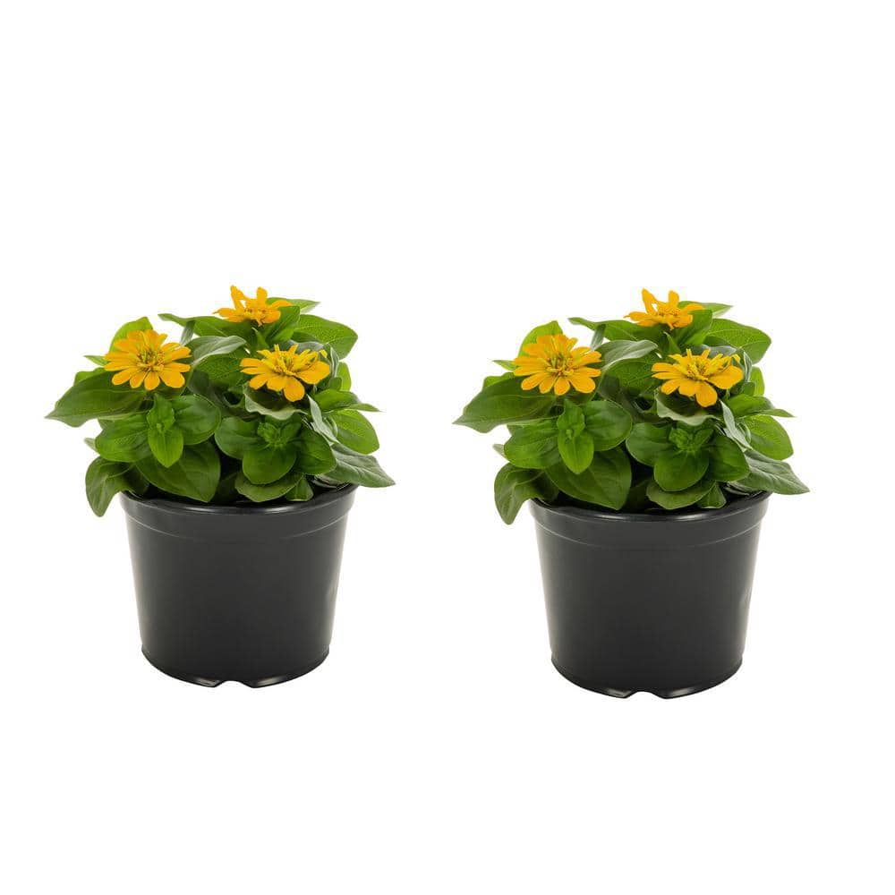 3 qt. Zinnia Yellow Annual Plant (2-Pack) - Hercitys