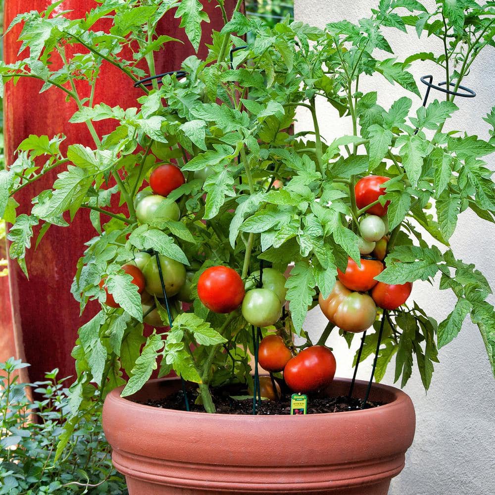 19.3 oz. Better Bush Tomato Plant, (2-Pack) - Hercitys