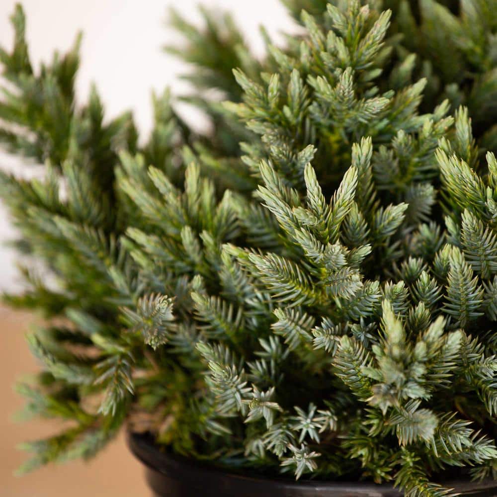 2.5 Qt. Blue Star Juniper Shrub with Low-Growing Mounded Icy Foliage - Hercitys