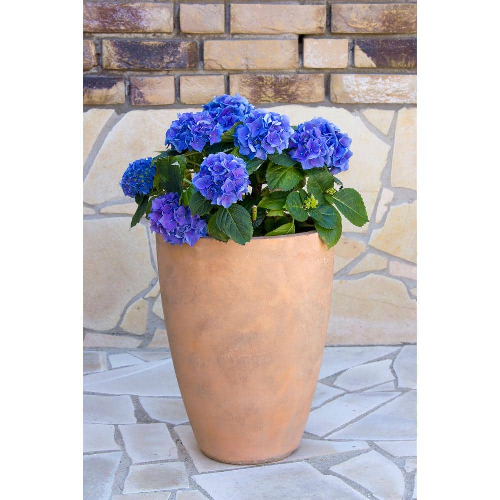 2.5 Qt. Blue Perennial Hydrangea Macrophylla (2-Pack) - Hercitys