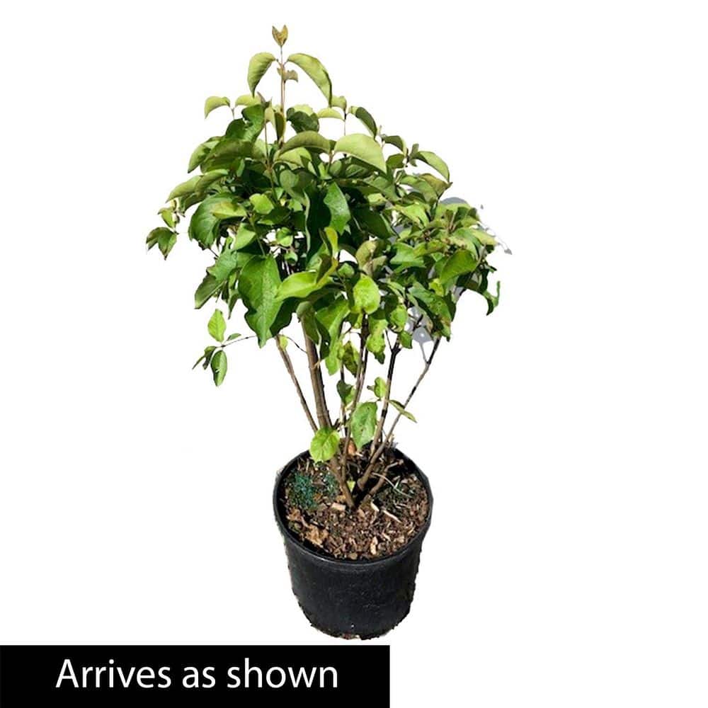 3 Gal. Pot, Nannyberry Viburnum Flowering Deciduous Shrub (1-Pack) - Hercitys