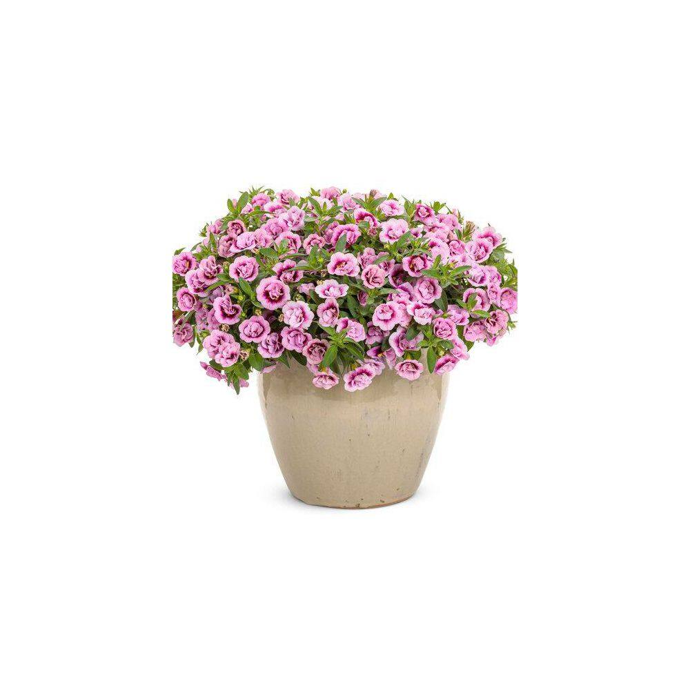 2 qt. Calibrachoa Million Bells Superbells Double Smitten Pink Annual Plant (3-Pack) - Hercitys