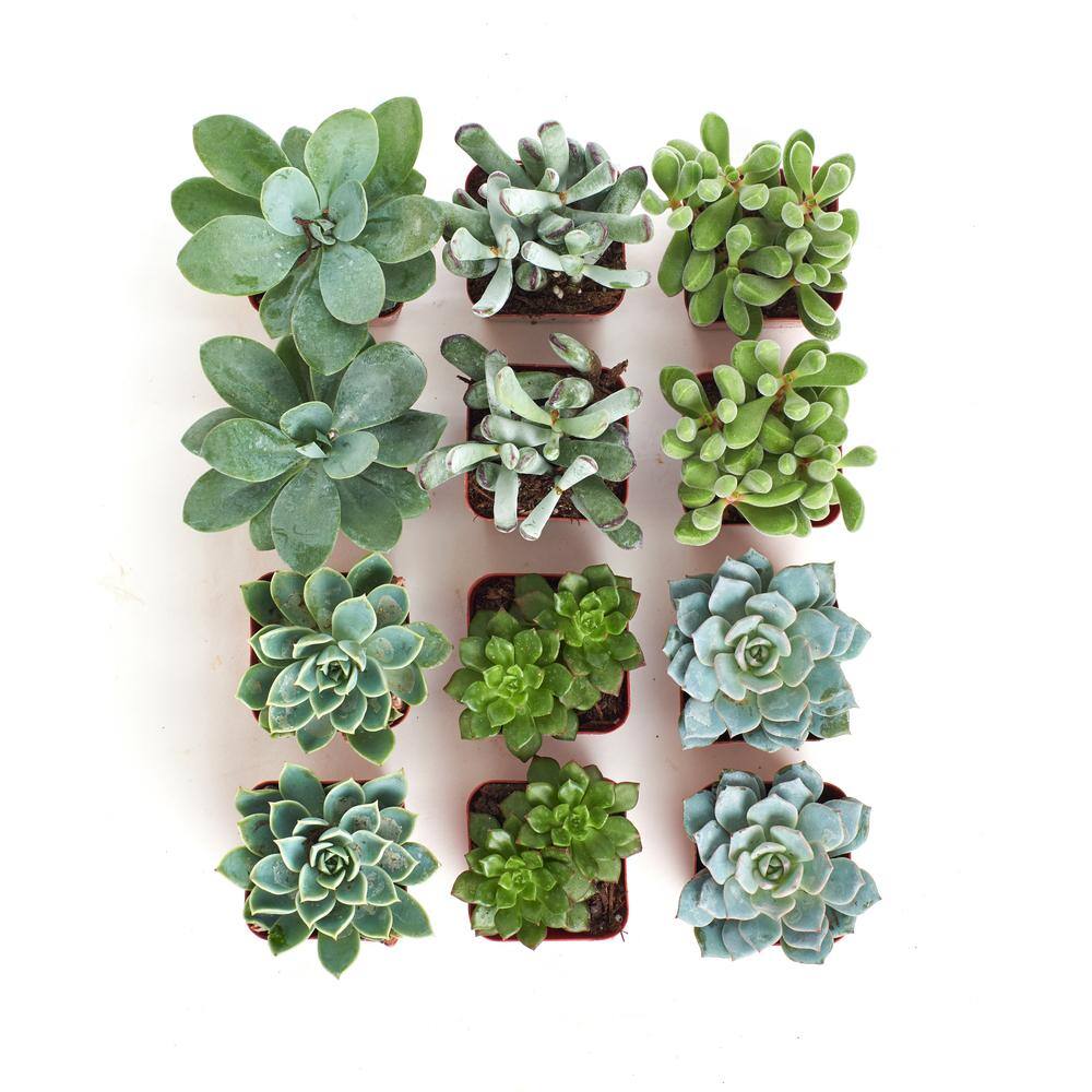 2 in. Blue/Green Collection Succulent (Collection of 12) - Hercitys