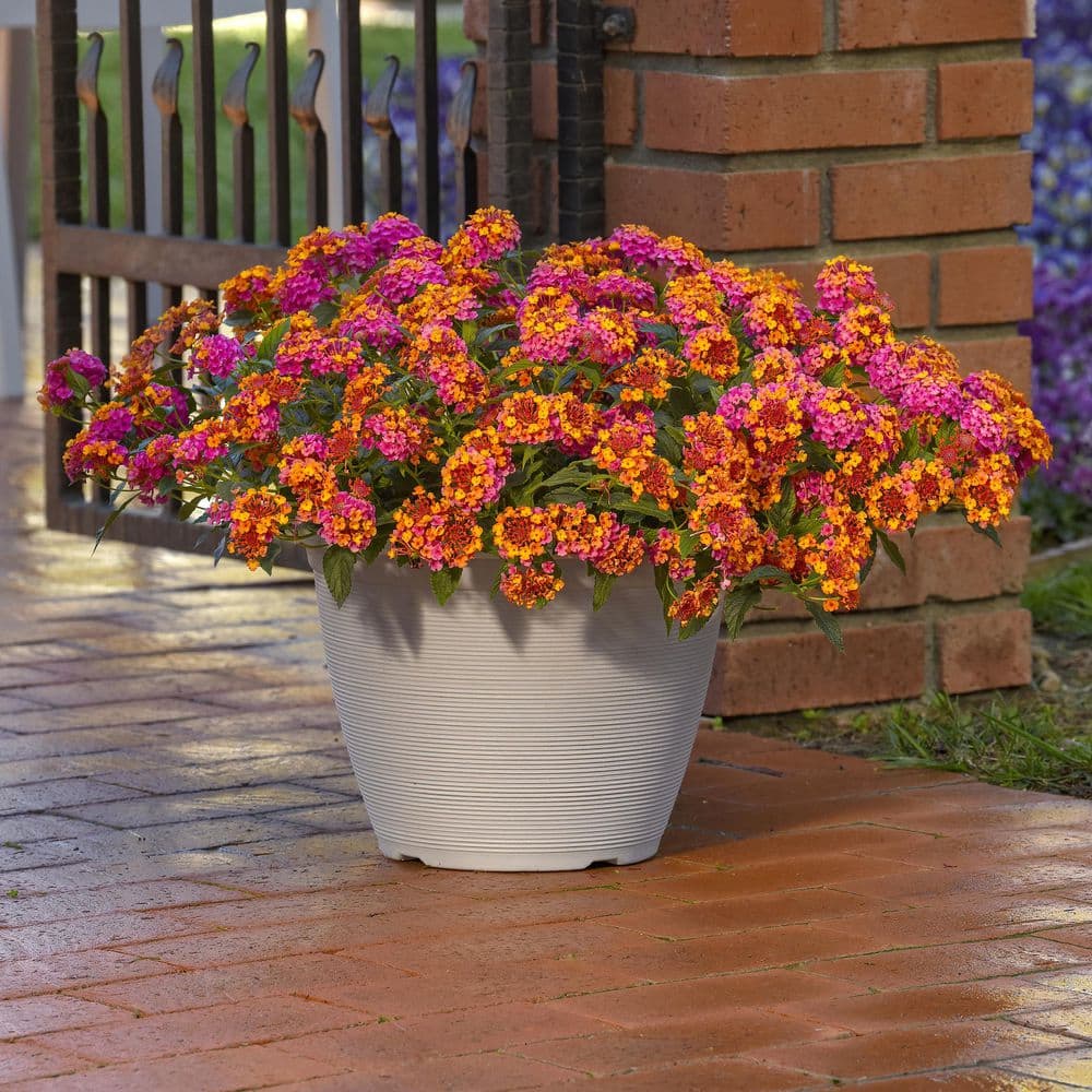 2.5 in. Lantana Bloomify Passion Fruit Plant (3-Pack) - Hercitys