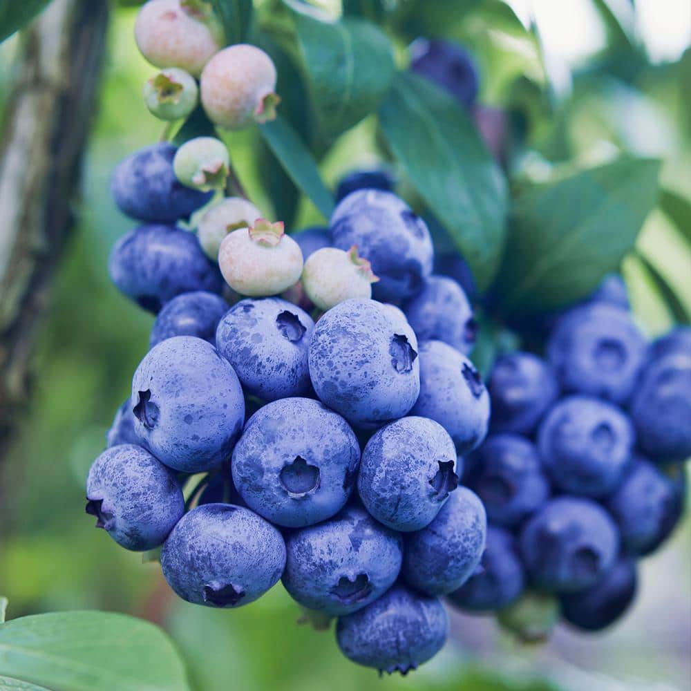 5 Gal. Legacy Northern Highbush Blueberry Tree - Hercitys