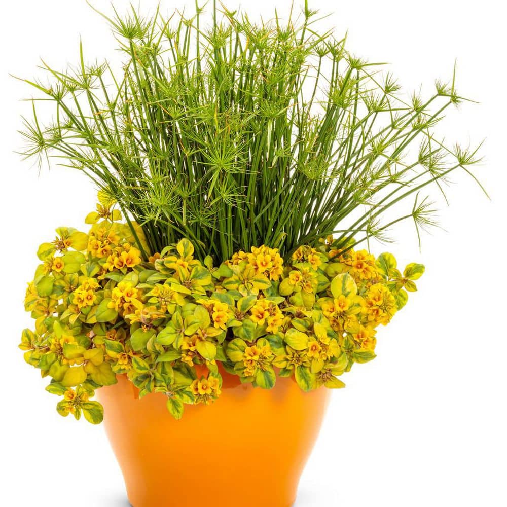 4.5 in. Qt. Graceful Grasses Queen Tut Dwarf Papyrus (Cyperus Prolifer) Live Annual Plant with Green Foliage - Hercitys