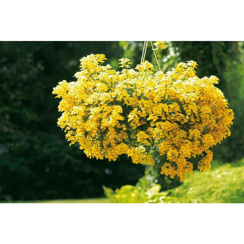 4.25 in. Eco+Grande Sunsatia Lemon (Nemesia) Live Plant, Yellow Flowers (4-Pack) - Hercitys