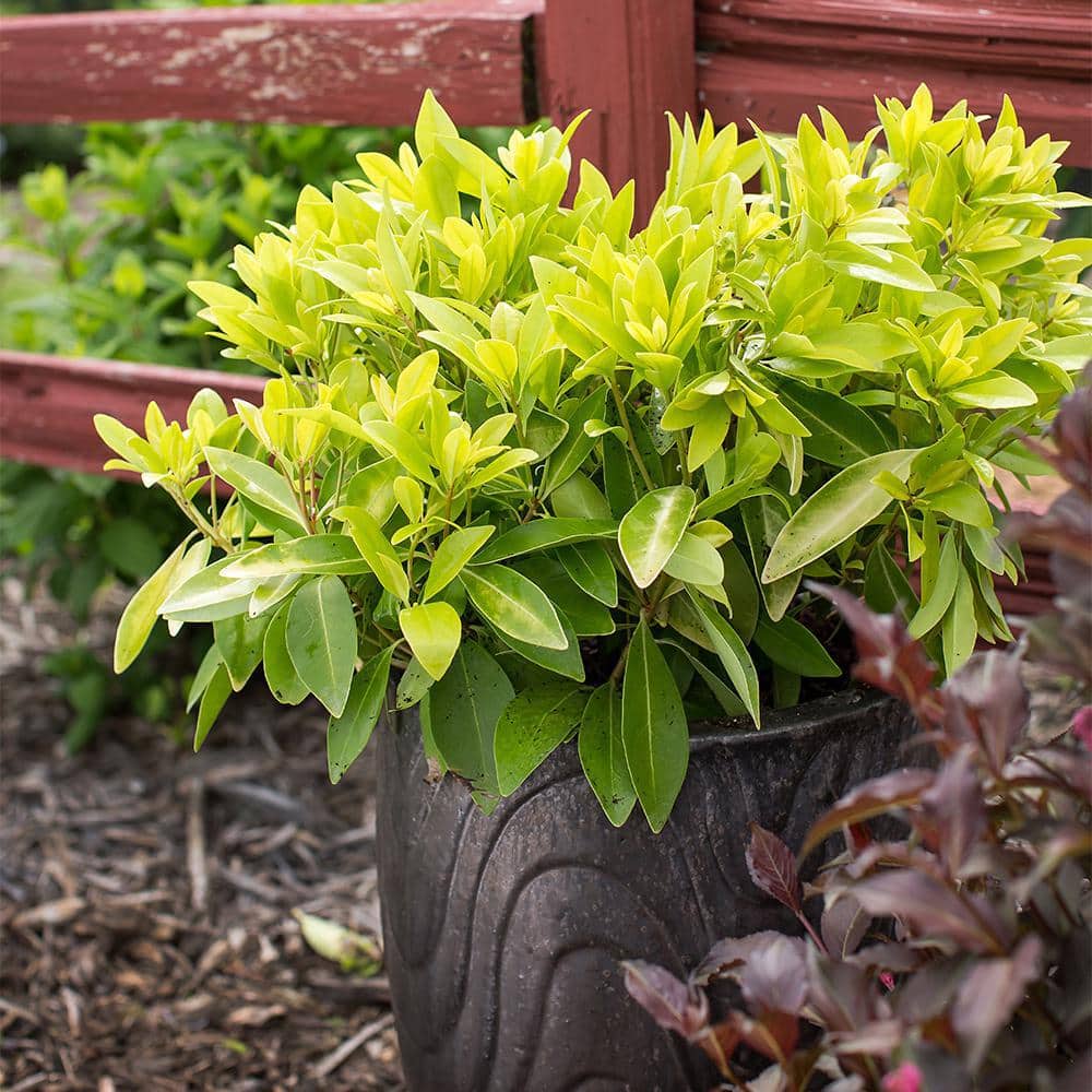 2 Gal. BananAppeal Small Anise Tree with Golden Yellow Foliage - Hercitys