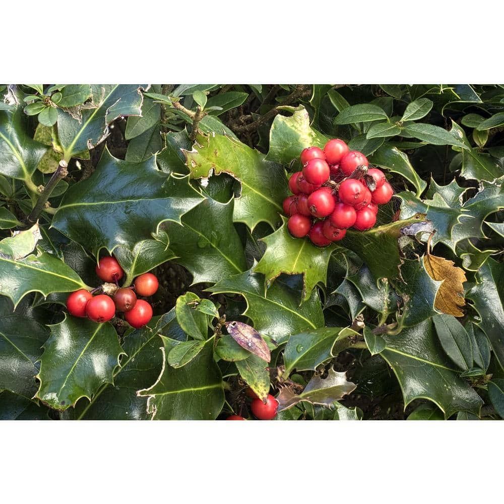 1 Gal. Red Beauty Holly Shrub Symmetrical Grower with Rich Glossy Leaves and Abundant Bright Red Berries - Hercitys
