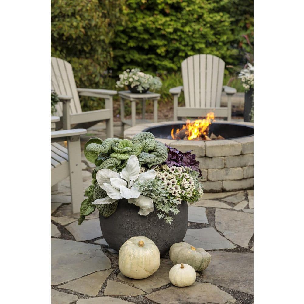 4.25 in. Eco+Grande Supertunia Latte (Petunia) Live Plant, Silver-White and Brown Flowers (4-Pack) - Hercitys