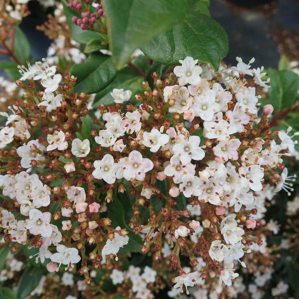 #3 Spring Bouquet Viburnum Shrub (2-Pack) - Hercitys