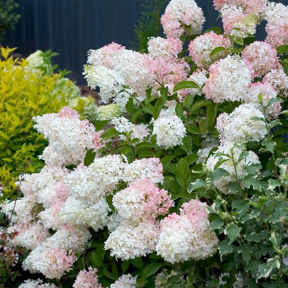 2 Gal. Hydrangea Phantom Tree with White Blooms (1-Plant) - Hercitys