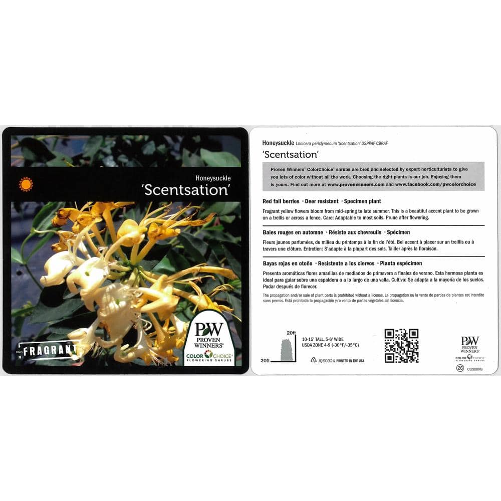 4.5 in. Qt. Scentsation Honeysuckle (Lonicera) Live Vine Shrub with Yellow Flowers and Red Berries - Hercitys