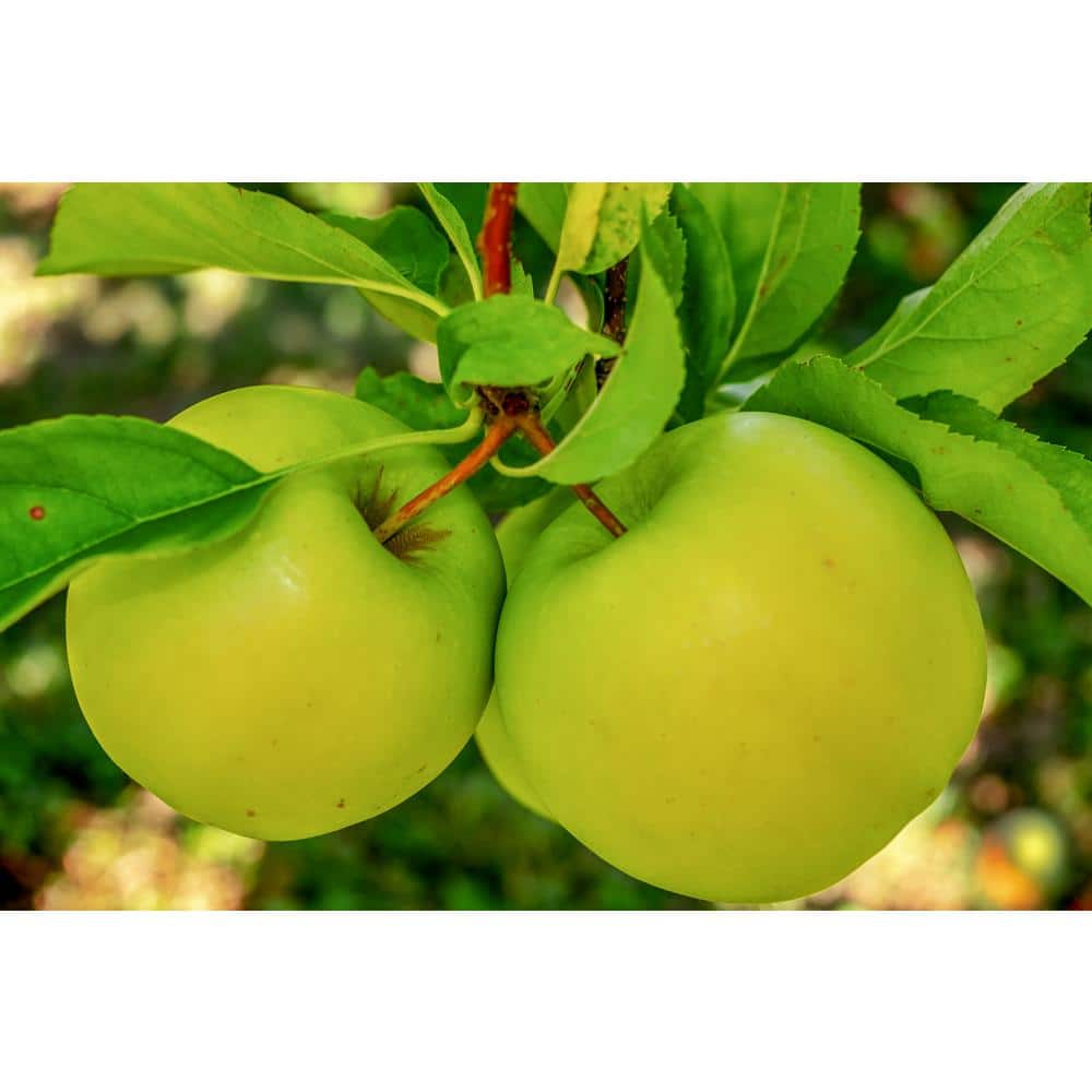 3 ft. Granny Smith Apple Tree with Tart Green Fruit Best for Baking - Hercitys