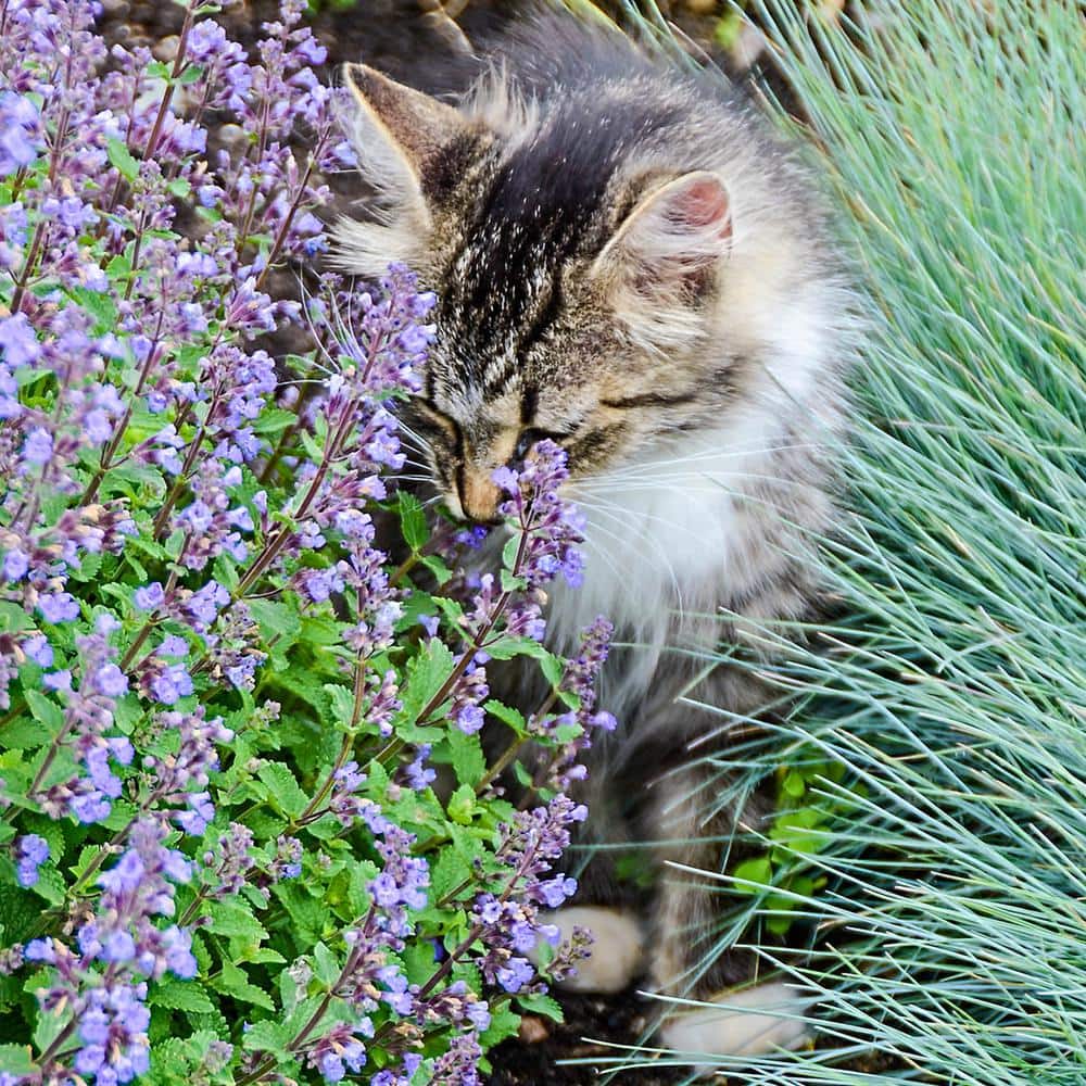 1 Gal. Pot, Walker’s Low Catmint Nepeta Potted Flowering Pernenial Plant (1-Pack) - Hercitys