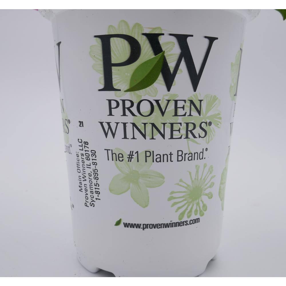 4.25 in. Grande Supertunia Vista Silverberry (Petunia) Live Plants, White & Pink Flowers white w/lavender vein (4-Pack) - Hercitys