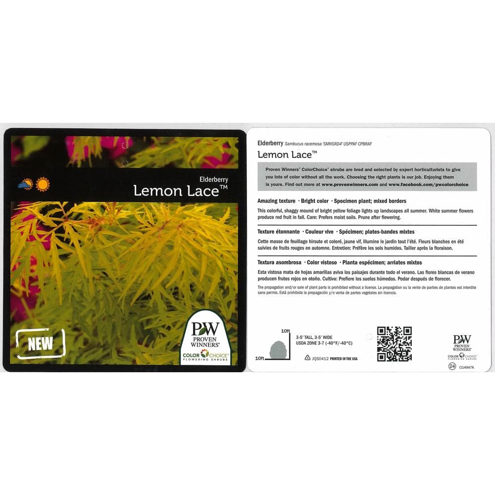 1 Gal. Lemony Lace Elderberry (Sambucus) White Flowers with Yellow and Red Foliage - Hercitys