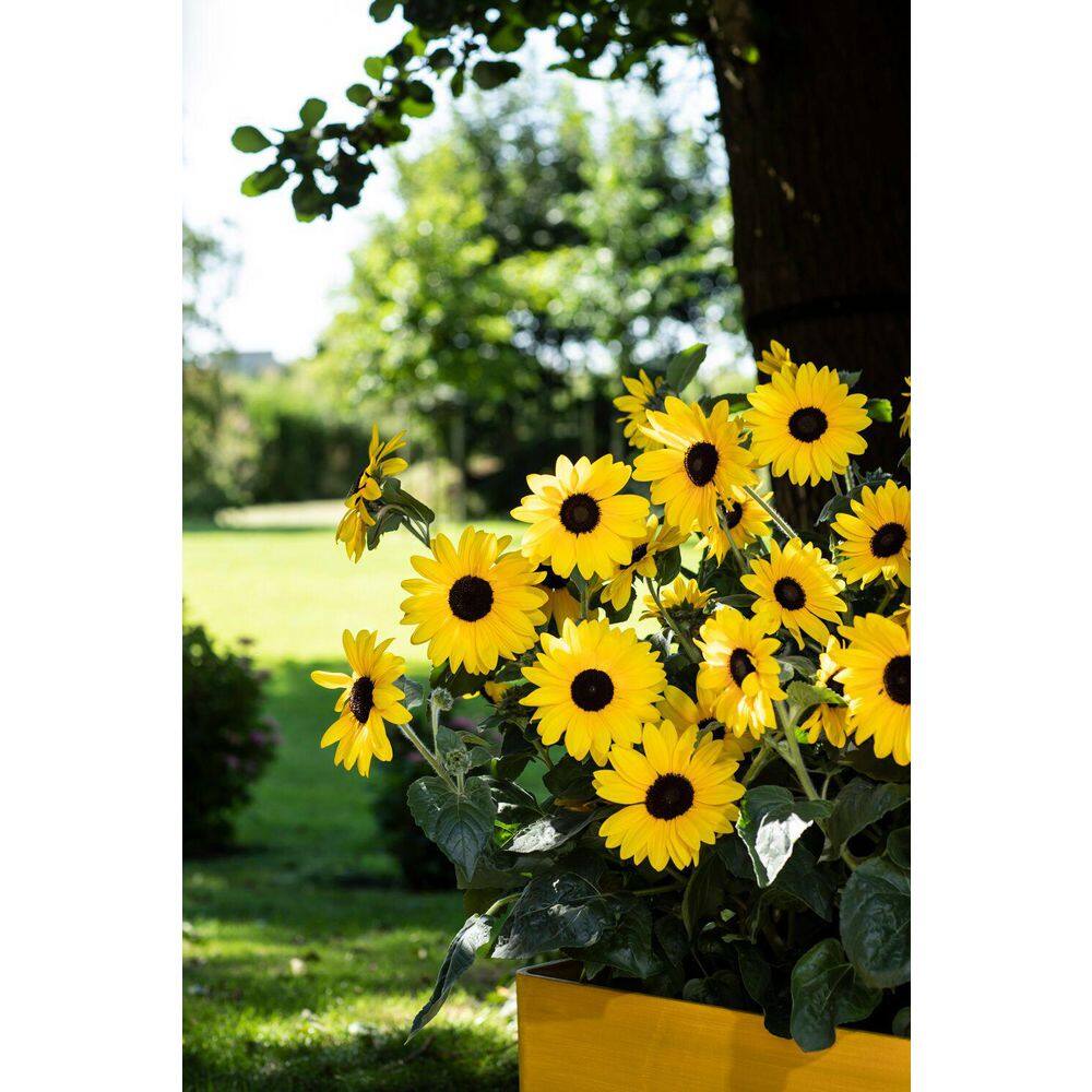 2 Qt. Sunfinity Yellow Sunflower Annual Plant (3-Pack) - Hercitys