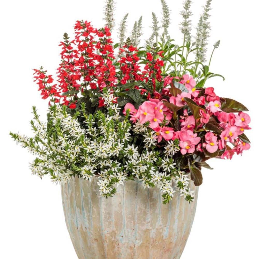 4.25 in. Eco+ Grande Unplugged White Mealycup Sage (Salvia Farinacea) Live Annual Plant with White Flowers 4-Pack - Hercitys