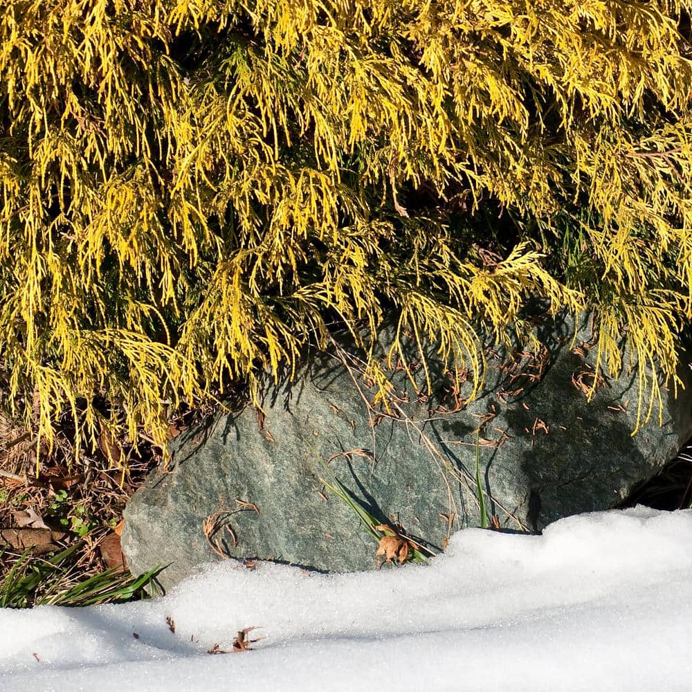 3 gal. Gold Mop Cypress Shrub - Hercitys