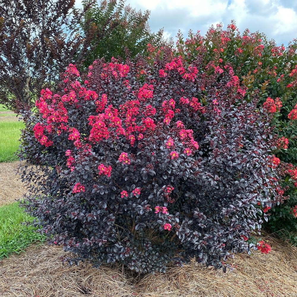 2 Gal. Shadow Magic Crape Myrtle Flowering Shrub with Dark Leaves and Dark Pink Flowers - Hercitys