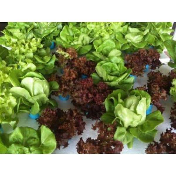 242 Plugs Hydroponic Seeding Tray (2-Pack) - Hercitys