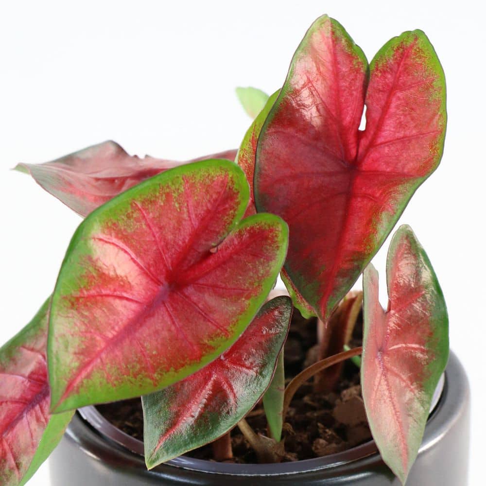 4 in. Caladium Bombshell Plant (3-Pack) - Hercitys