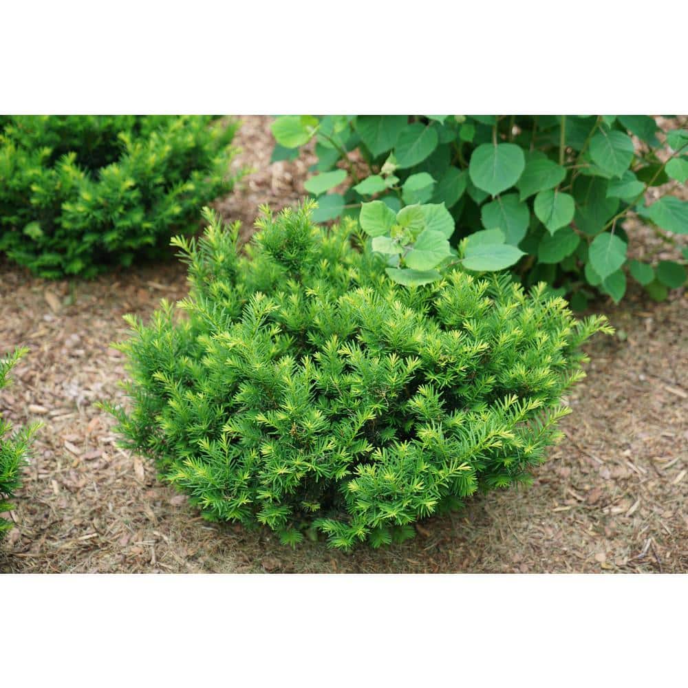 4.5 in. Qt. Stonehenge Dark Druid Yew (Taxus x Media) Shrub - Hercitys