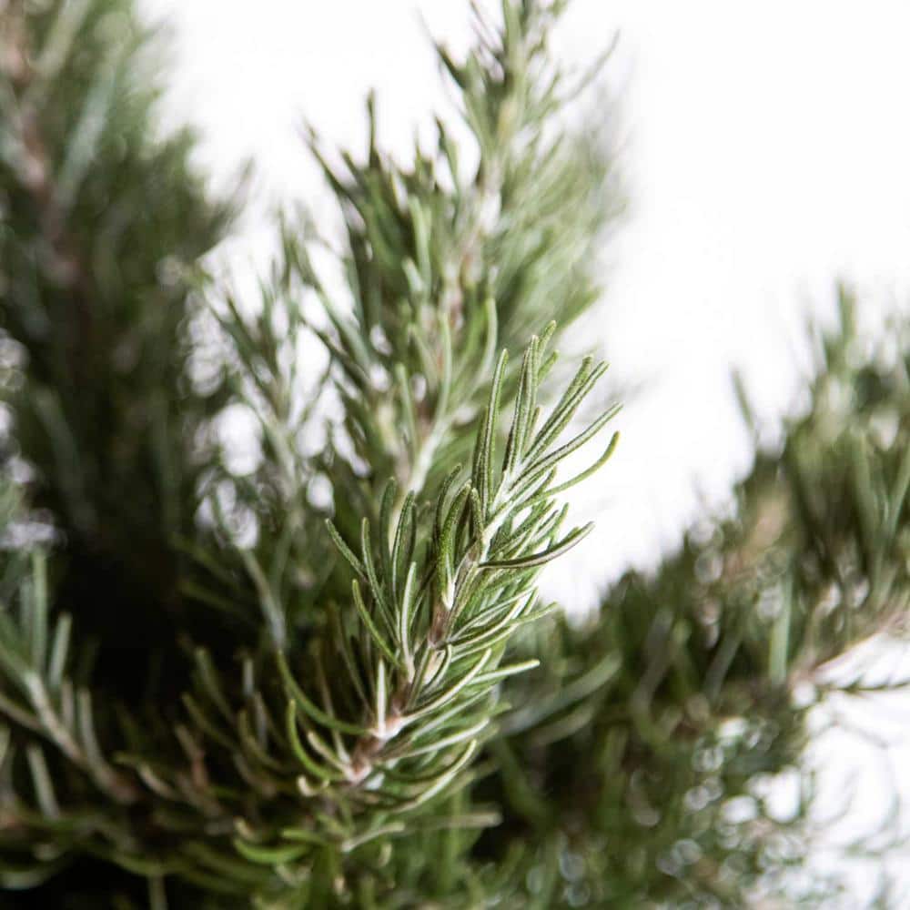 2.5 Qt. Chef’s Choice Rosemary – Live Potted Herb Plants - Hercitys