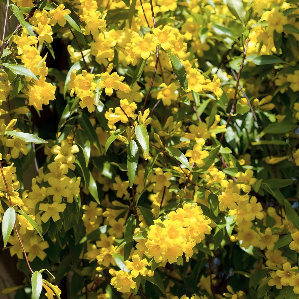 2.5 in. Carolina Jessamine Plant with Yellow Blooms (3-Pack) - Hercitys