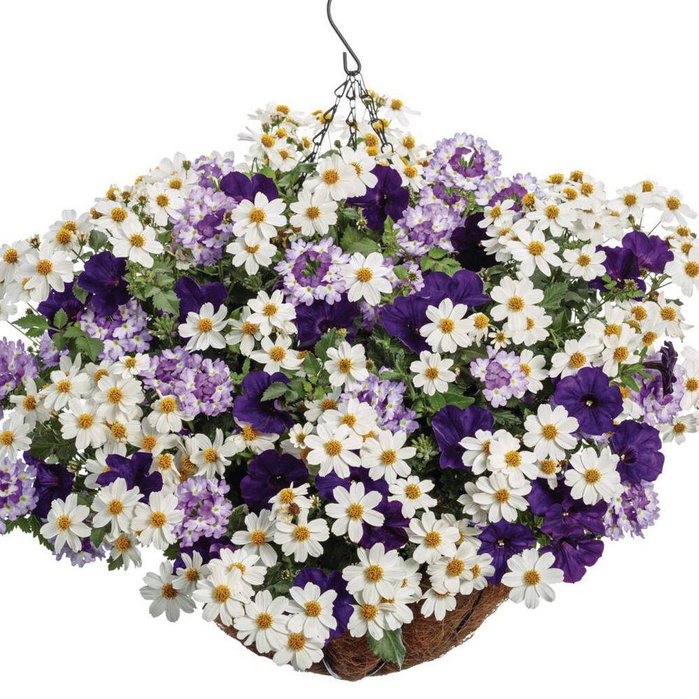 4.25 in. Eco+ Grande Campfire Marshmallow Apache Beggarticks (Bidens Hybrid) Live Annual Plant with White Flowers 4-Pack - Hercitys