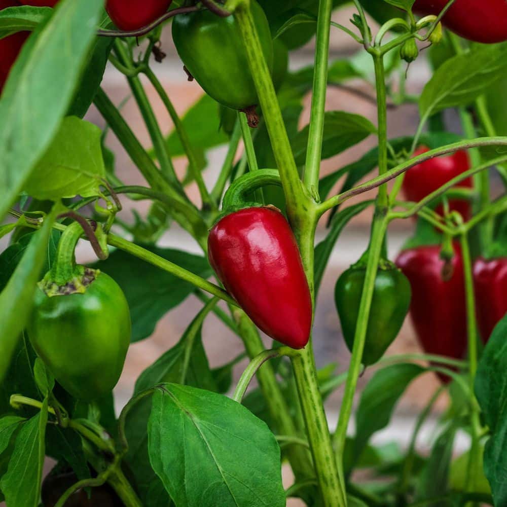 2.5 in. Chile Pepper Early Jalapeno Plant 3-Piece - Hercitys