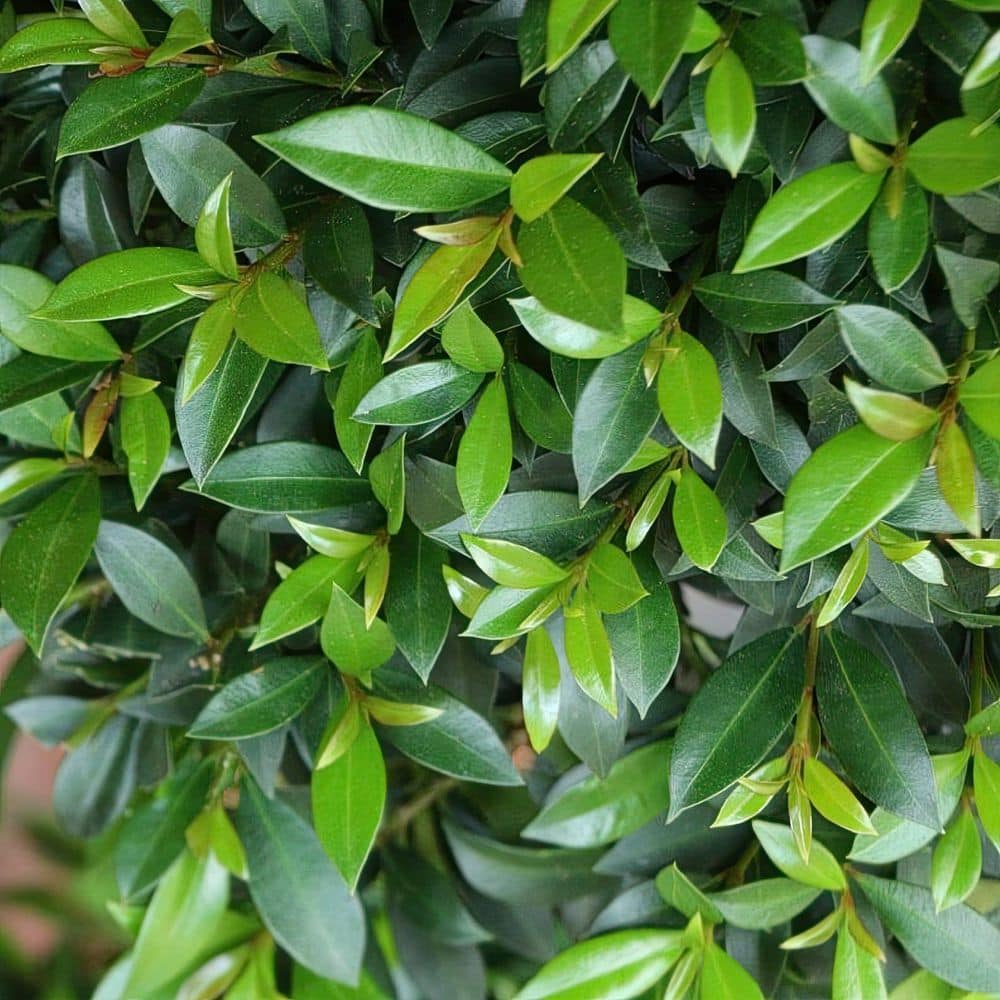 3 Gal. Eugenia Cone Topiary 38 in. - Hercitys