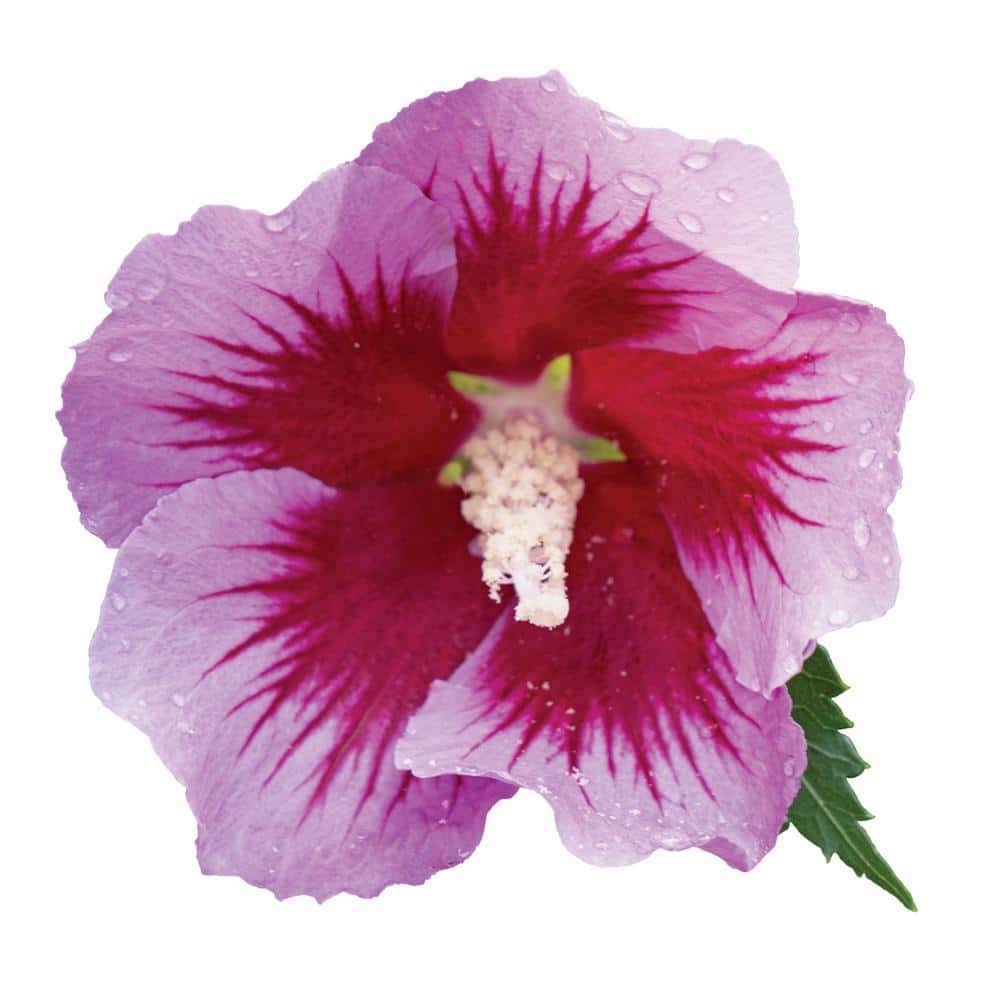 2 Gal. Purple Pillar Rose of Sharon (Hibiscus) Plant with Purple Flowers - Hercitys