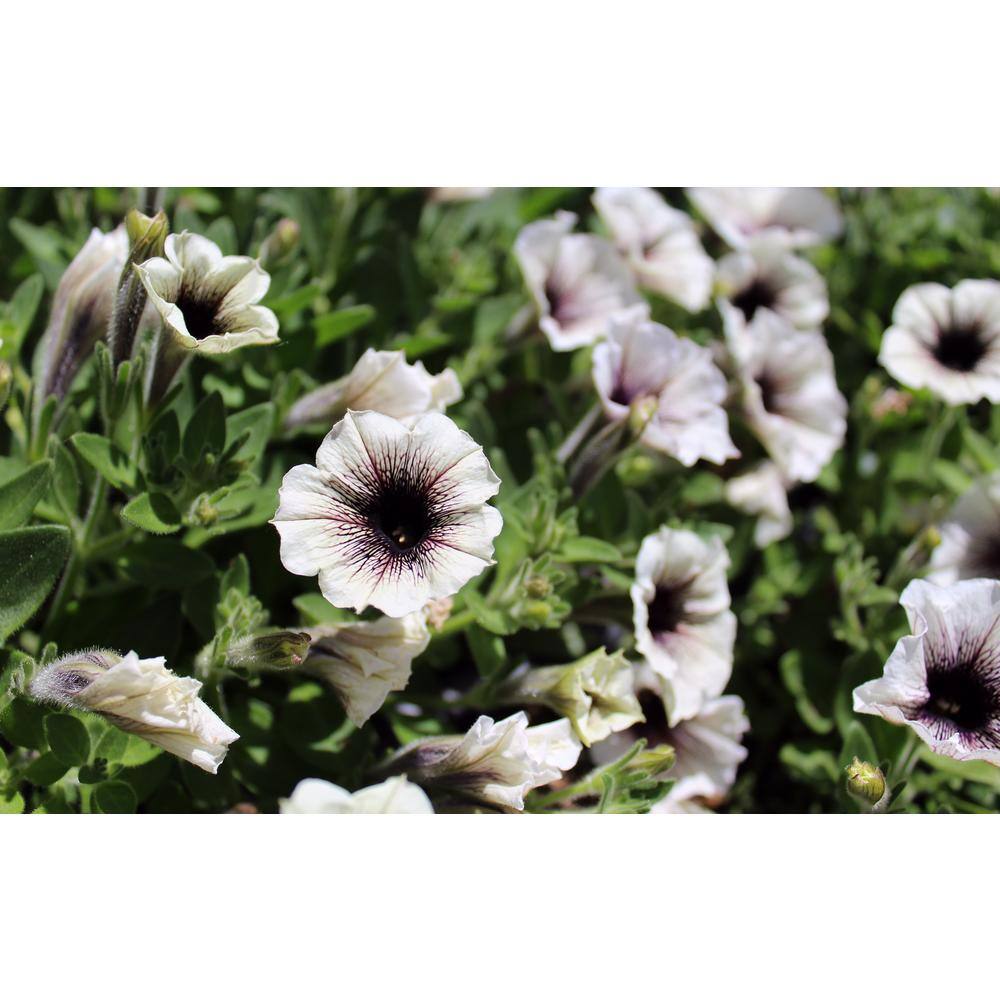 4.25 in. Eco+Grande Supertunia Latte (Petunia) Live Plant, Silver-White and Brown Flowers (4-Pack) - Hercitys