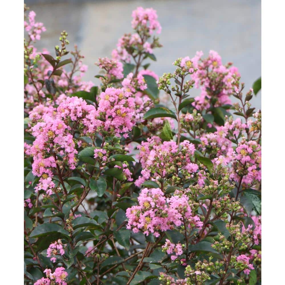 3 Gal. Bloomables Bellini Guava Crape Myrtle Shrub with Light Pink Flowers - Hercitys