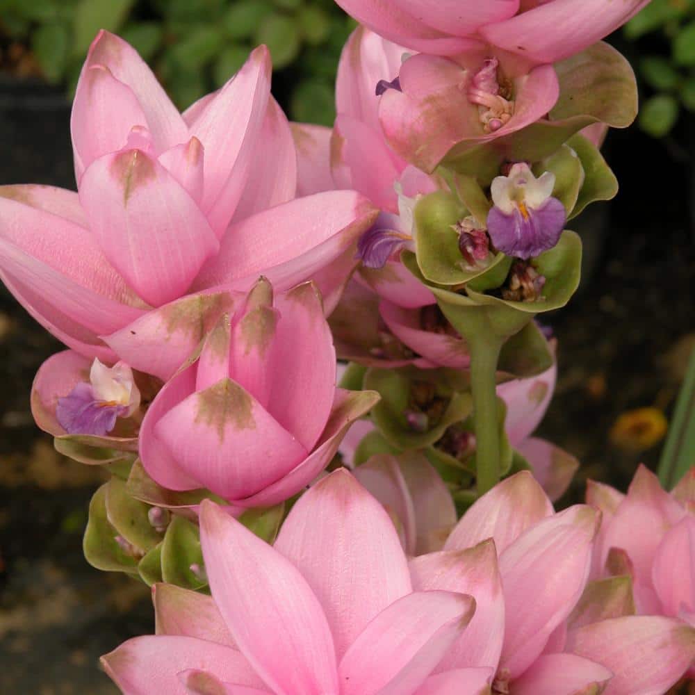 2.5 Qt. Curcuma Pink Bloom Plant - Hercitys