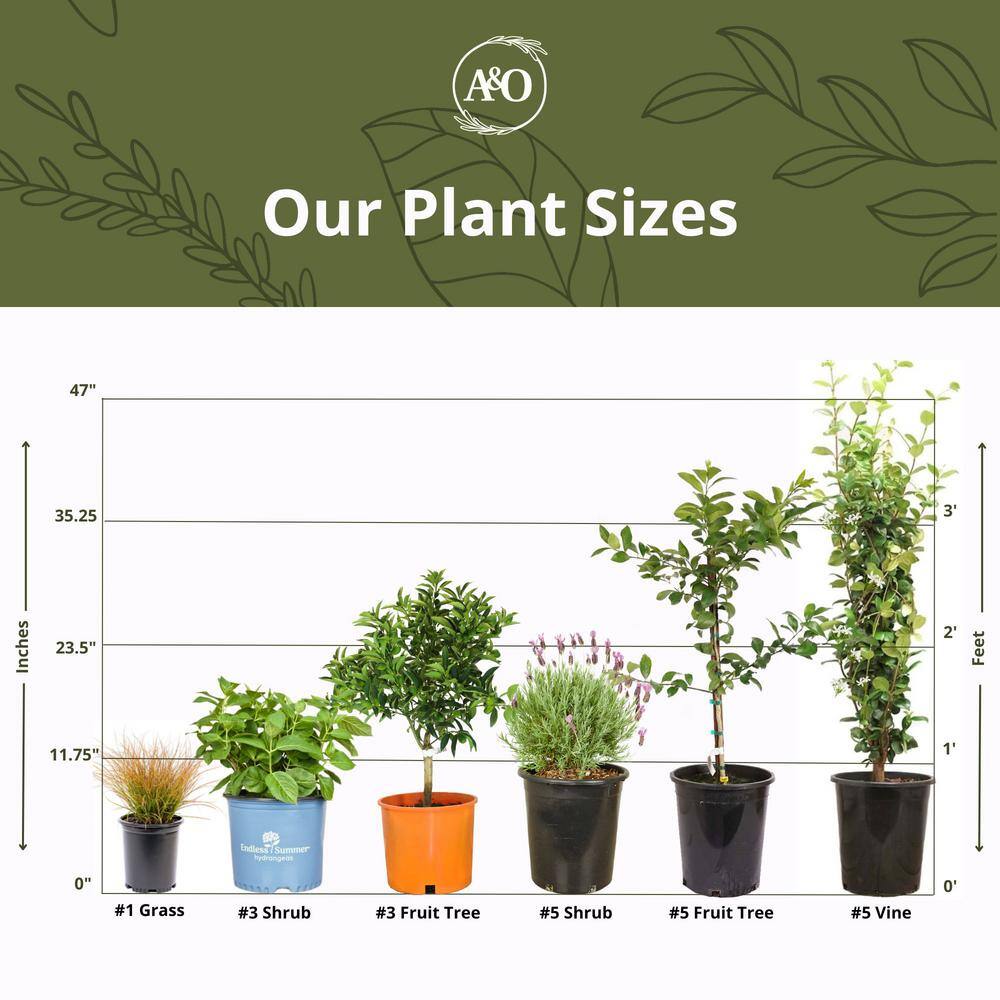 #5 Container Tom Knudsen Camellia Plant - Hercitys