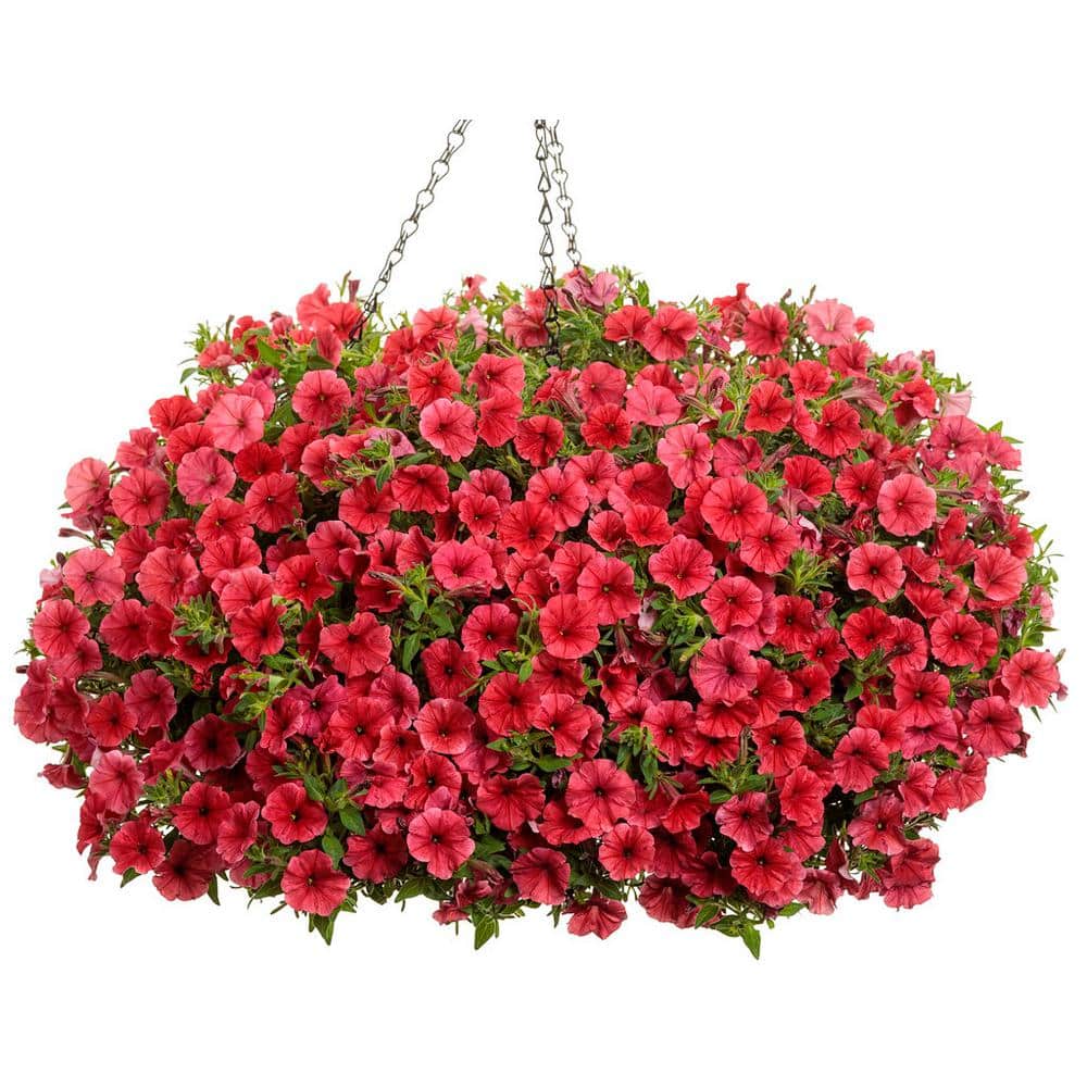 4.25 in. Eco+Grande, Supertunia Mini Vista Scarlet (Petunia hybrid), Live Plant, Red Flowers (4-Pack) - Hercitys