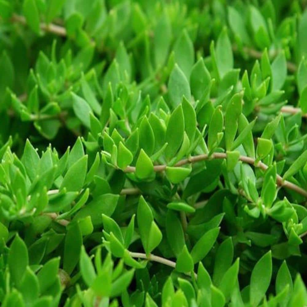 4 in. D x 3.5 in. H Non-Fragrant Gold Moss Stonecrop with Yellow Flowers (3-Pack) - Hercitys