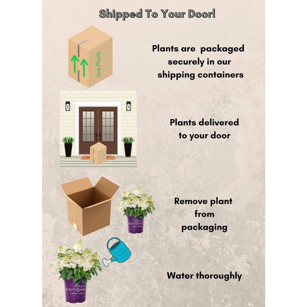 2 Gal. Little Hottie Panicle Hydrangea Flowering Shrub with Pure White Flowers - Hercitys