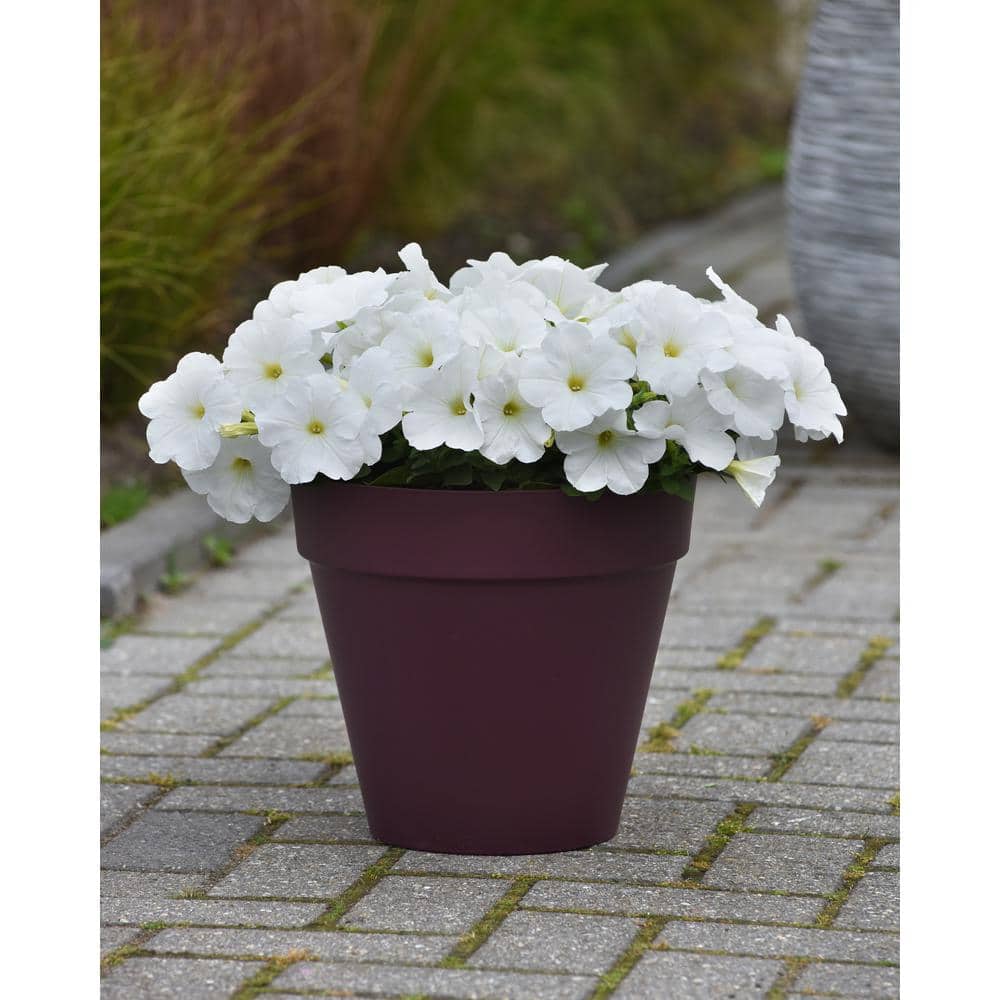 4-Pack White Easy Wave Petunia Annual Plant with White Flowers - Hercitys